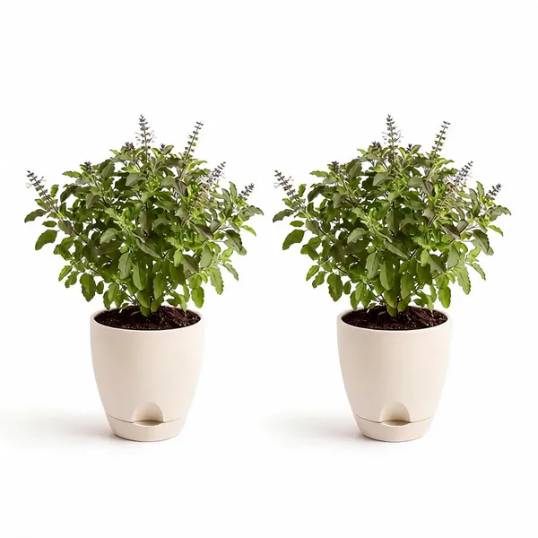 Tulsi_Live_Herb_Plant_For_Home_Garden_Pack_Of_2
