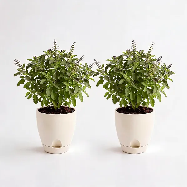 Tulsi_Live_Herb_Plant_For_Home_Garden_Pack_Of_2
