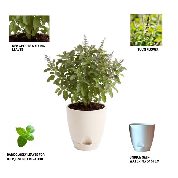 Tulsi_Live_Herb_Plant_For_Home_Garden_Pack_Of_2