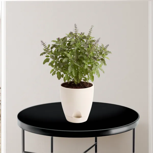 Tulsi_Live_Herb_Plant_For_Home_Garden_Pack_Of_2