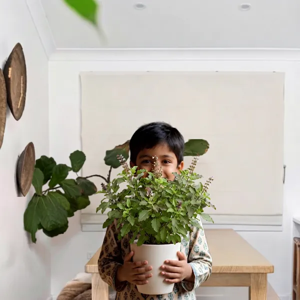 Tulsi_Live_Herb_Plant_For_Home_Garden_Pack_Of_2