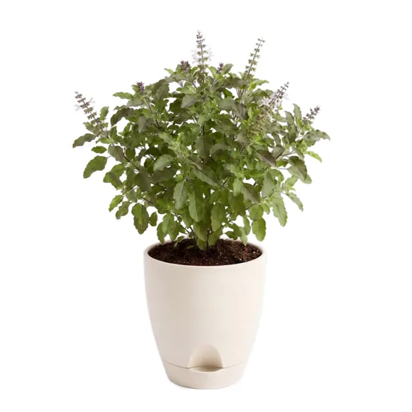 Tulsi_Live_Herb_Plant_For_Home_Garden_Pack_Of_2