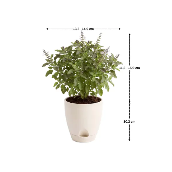 Tulsi_Live_Herb_Plant_For_Home_Garden_Pack_Of_2