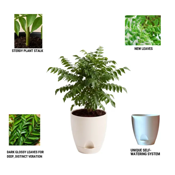 Curry_Leaf_Live_Herb_Plant_For_Kitchen_Garden_Pack_Of_3