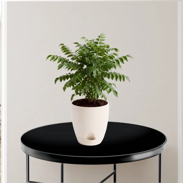Curry_Leaf_Live_Herb_Plant_For_Kitchen_Garden_Pack_Of_3