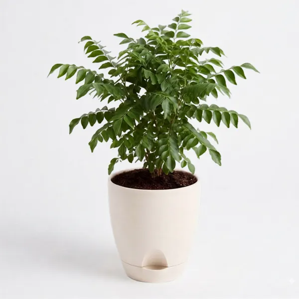 Curry_Leaf_Live_Herb_Plant_For_Kitchen_Garden_Pack_Of_3