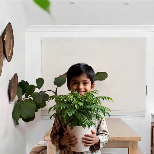 Curry_Leaf_Live_Herb_Plant_For_Kitchen_Garden_Pack_Of_3