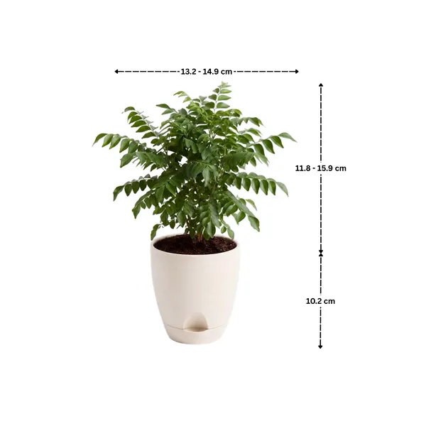 Curry_Leaf_Live_Herb_Plant_For_Kitchen_Garden_Pack_Of_3
