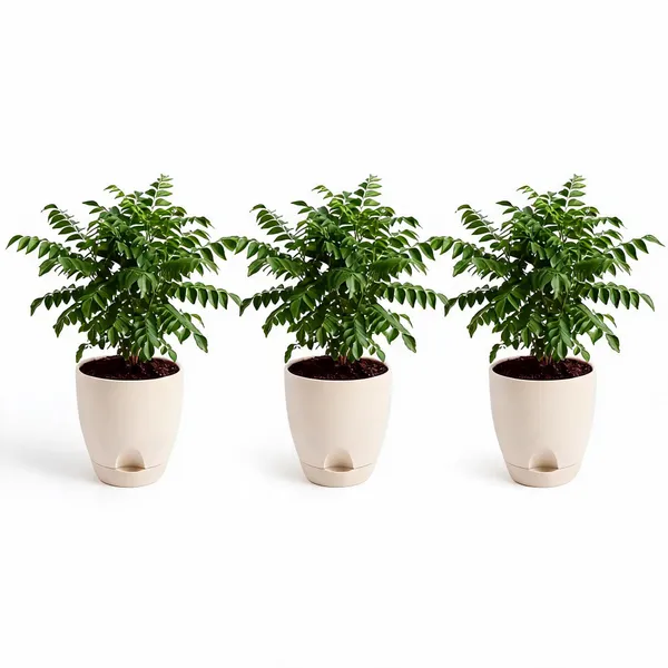 Curry_Leaf_Live_Herb_Plant_For_Kitchen_Garden_Pack_Of_3