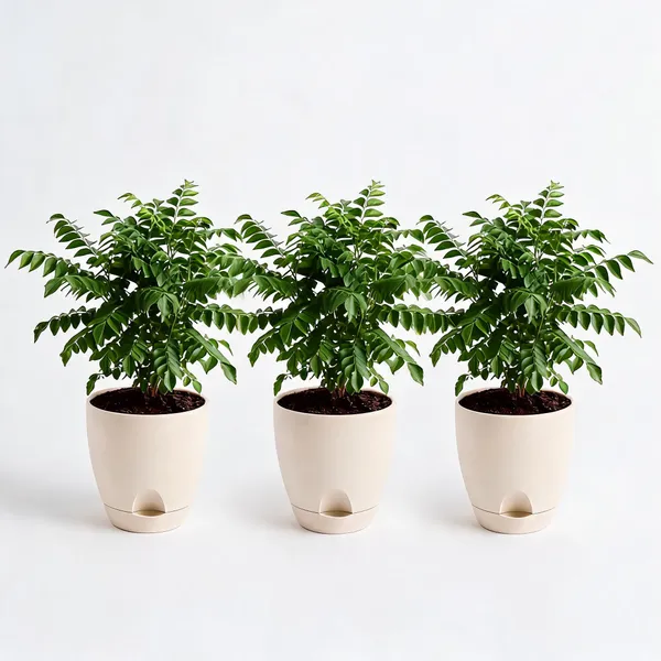 Curry_Leaf_Live_Herb_Plant_For_Kitchen_Garden_Pack_Of_3