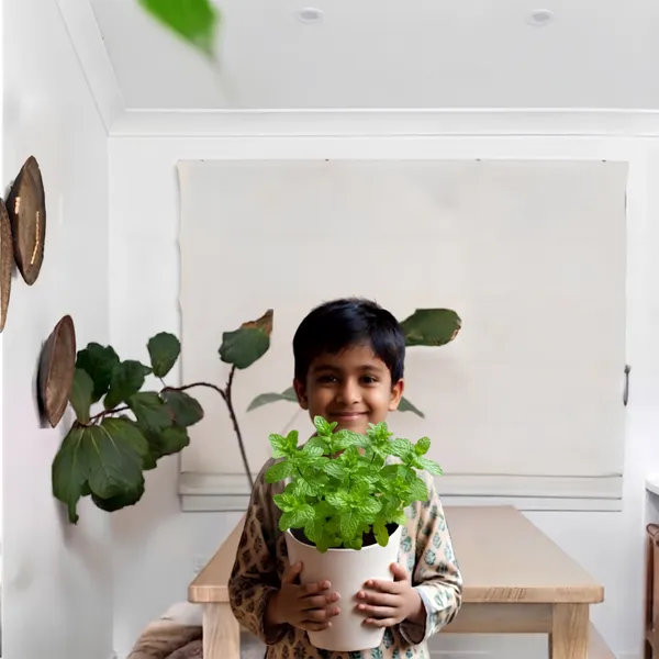 Mint_Live_Herb_Plant_For_Kitchen_Garden_Pack_Of_3