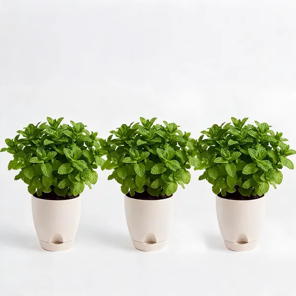 Mint_Live_Herb_Plant_For_Kitchen_Garden_Pack_Of_3