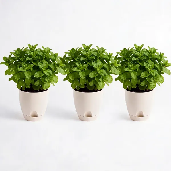 Mint_Live_Herb_Plant_For_Kitchen_Garden_Pack_Of_3