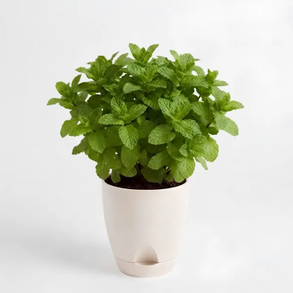 Mint_Live_Herb_Plant_For_Kitchen_Garden_Pack_Of_3
