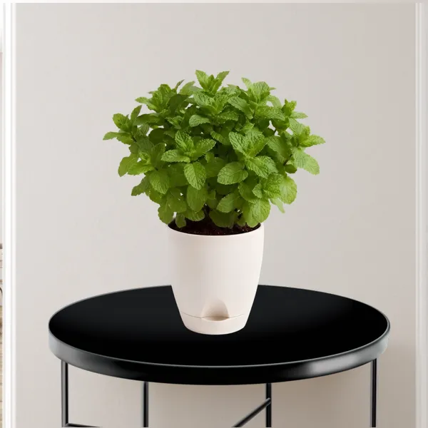 Mint_Live_Herb_Plant_For_Kitchen_Garden_Pack_Of_3