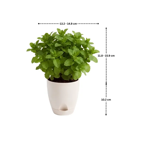 Mint_Live_Herb_Plant_For_Kitchen_Garden_Pack_Of_3
