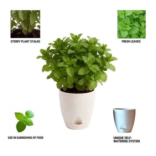 Mint_Live_Herb_Plant_For_Kitchen_Garden_Pack_Of_3