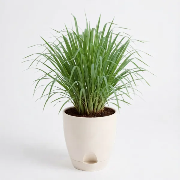Lemongrass_Live_Herb_Plant_For_Home_Garden_Pack_Of_3