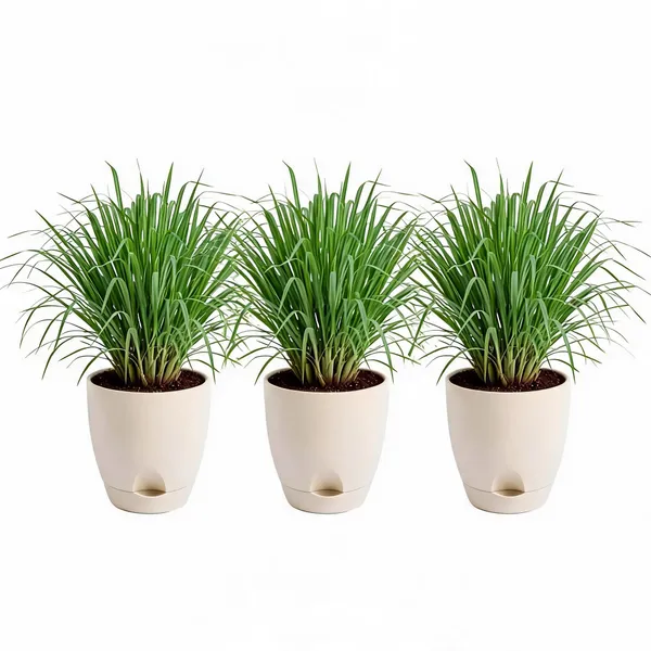 Lemongrass_Live_Herb_Plant_For_Home_Garden_Pack_Of_3