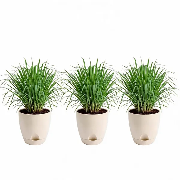Lemongrass_Live_Herb_Plant_For_Home_Garden_Pack_Of_3