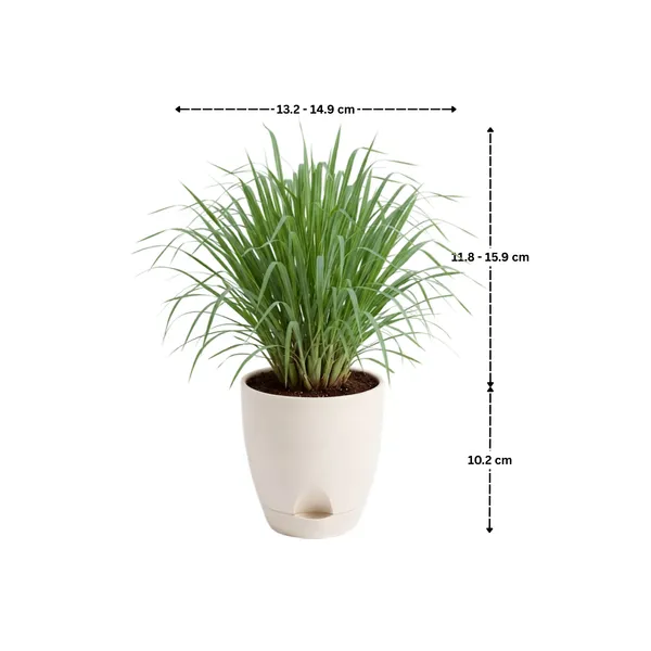 Lemongrass_Live_Herb_Plant_For_Home_Garden_Pack_Of_3