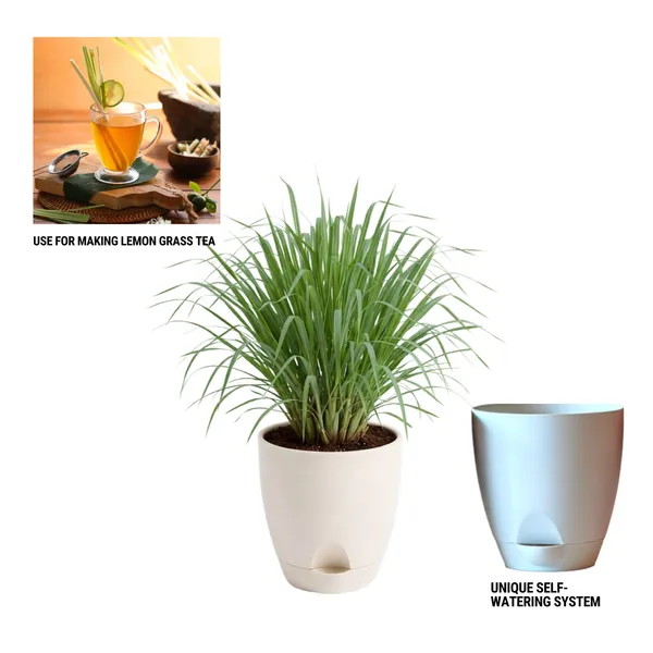 Lemongrass_Live_Herb_Plant_For_Home_Garden_Pack_Of_3
