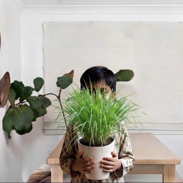 Lemongrass_Live_Herb_Plant_For_Home_Garden_Pack_Of_3