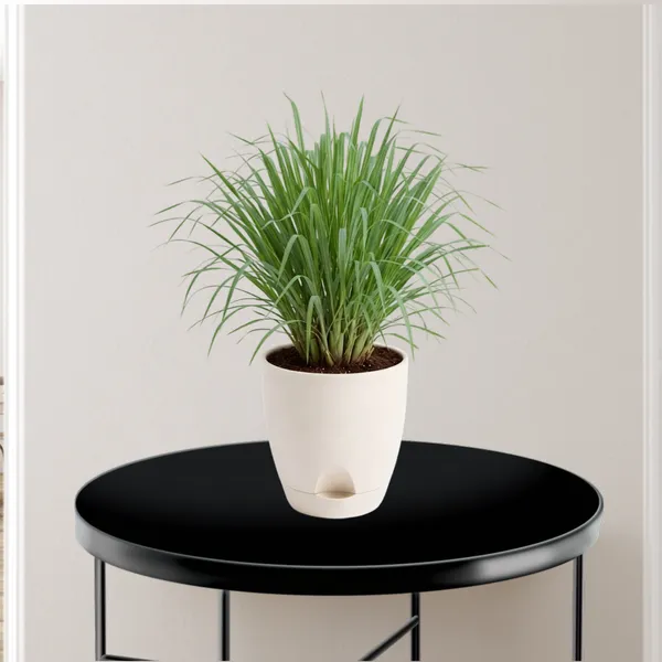 Lemongrass_Live_Herb_Plant_For_Home_Garden_Pack_Of_3