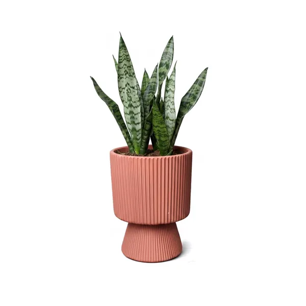 Brown_Fluted_Matte_Cylinder_Ceramic_Pot_Tapered_Base
