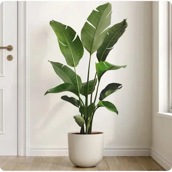 White_Slanted_Rim_Ceramic_Indoor_Planter_Pot