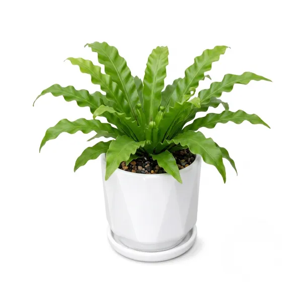 White_Smooth_Matte_Cylinder_Ceramic_Planter_Pot