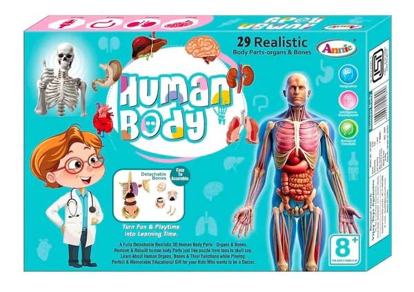 Multicolour_Plastic_Human_Body_Anatomy_Educational_Toy_Kit_For_Kids