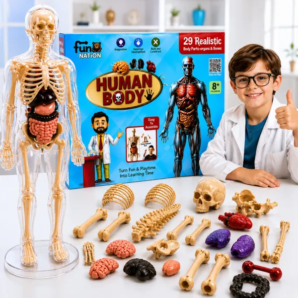 Multicolour_Plastic_Human_Body_Anatomy_Educational_Toy_Kit_For_Kids