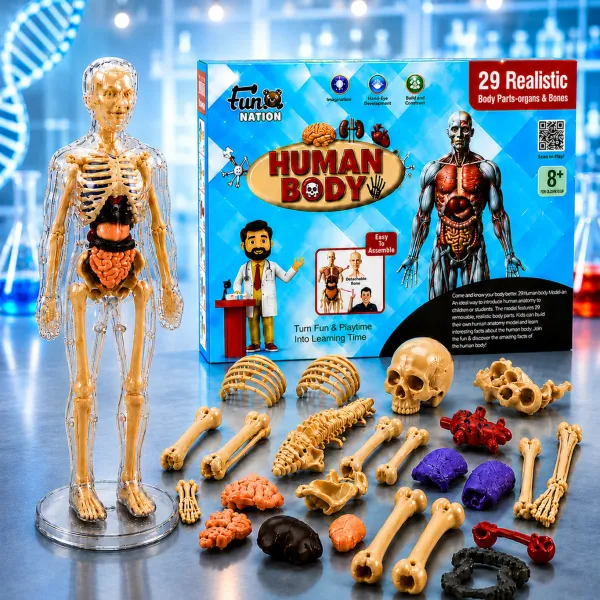 Multicolour_Plastic_Human_Body_Anatomy_Educational_Toy_Kit_For_Kids