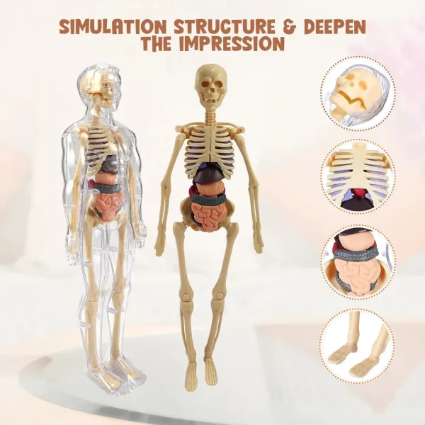 Multicolour_Plastic_Human_Body_Anatomy_Educational_Toy_Kit_For_Kids