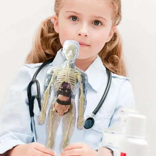 Multicolour_Plastic_Human_Body_Anatomy_Educational_Toy_Kit_For_Kids
