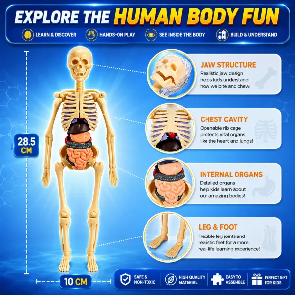Multicolour_Plastic_Human_Body_Anatomy_Educational_Toy_Kit_For_Kids