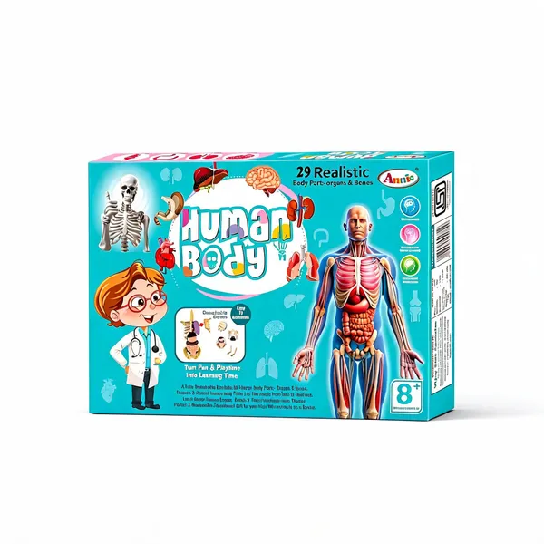 Multicolour_Plastic_Human_Body_Anatomy_Educational_Toy_Kit_For_Kids