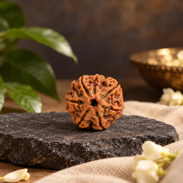 7_Mukhi_Nepali_Rudraksha
