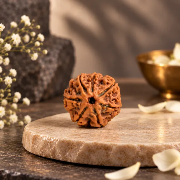 7_Mukhi_Nepali_Rudraksha