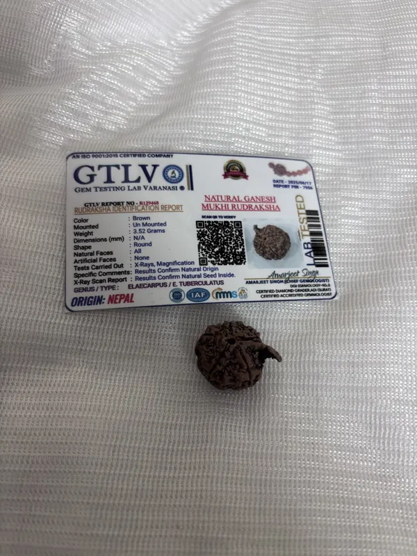 Natural_ganesha_rudraksha