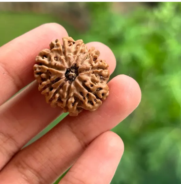 Rudraksha_Rudraksha
