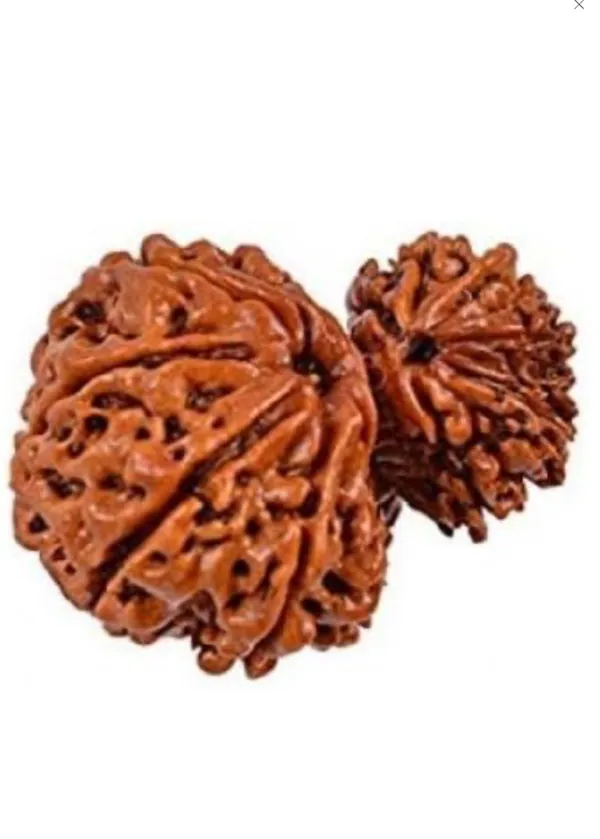 Rudraksha