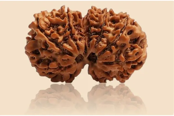 Rudraksha_Rudraksha