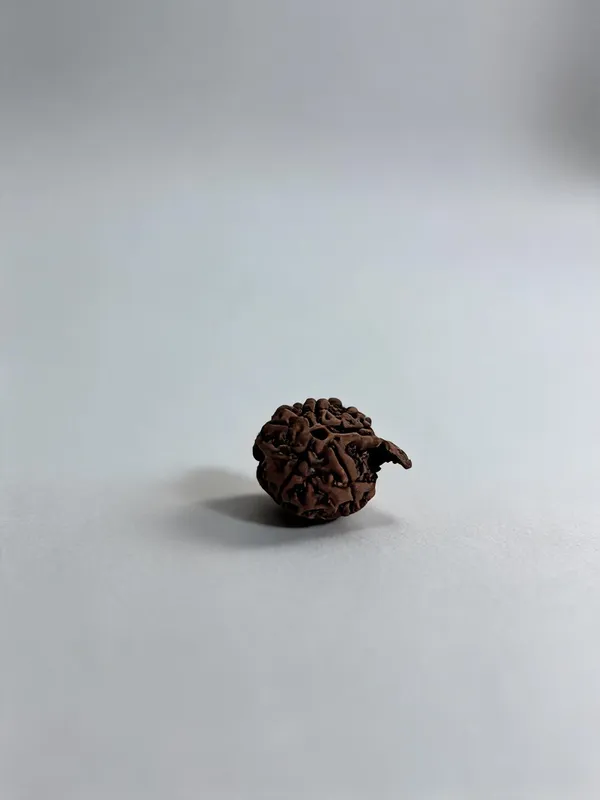 Natural_Ganesha_Rudraksha_Rudraksha