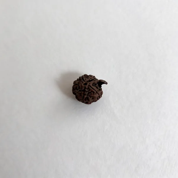 Natural_Ganesha_Rudraksha_Rudraksha
