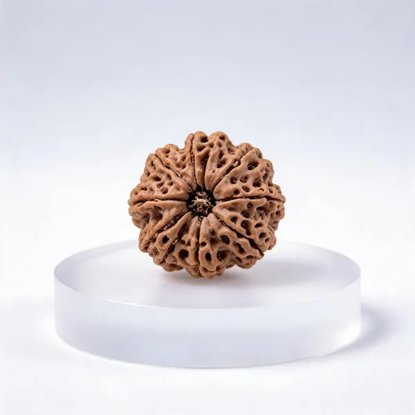 Rudraksha_Rudraksha