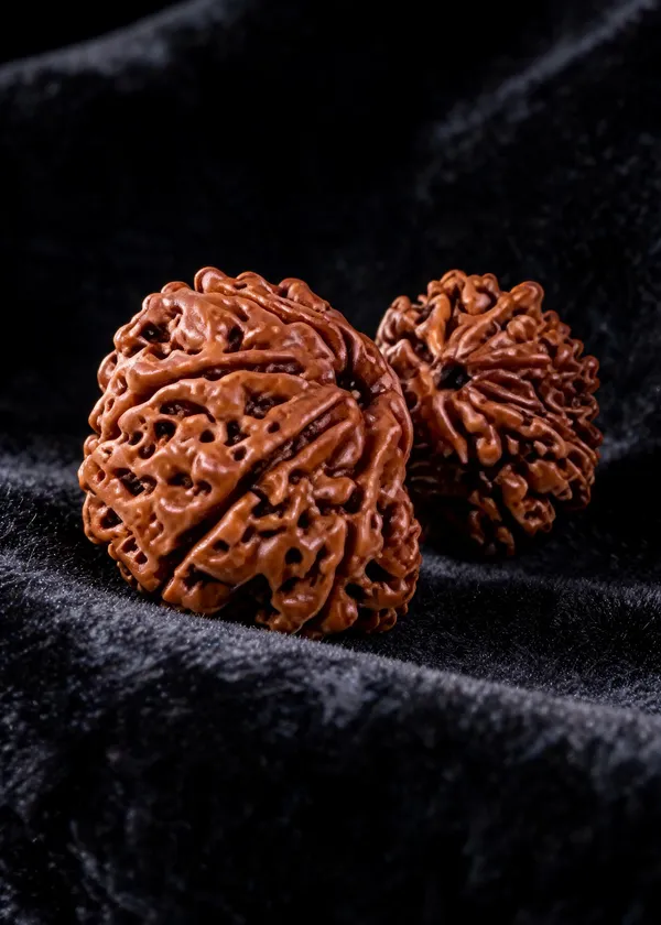Rudraksha