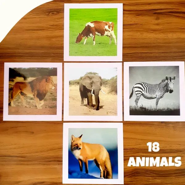 Tokyodo_Animals_Flash_Cards_For_Kids_Set_Of_36_Laminated_Animals_Cards_For_Preschool_Learning_Children_Easy_Fun_Learning_Cards