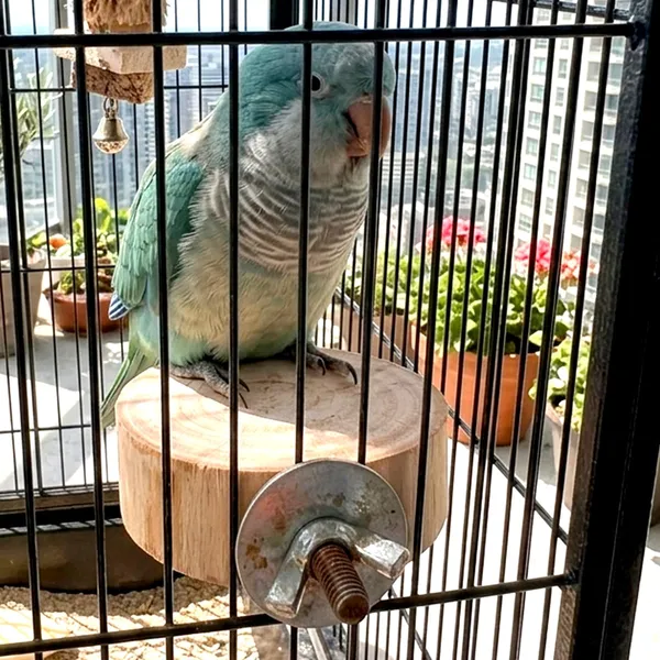 Tokyodo_Natural_Wooden_Stand_Platform_For_Hamster_Dwarf_Hamster_Birds_Round_Wood_Perch_Stand_For_Parrots_Budgies_Lovebirds_Small_Pet_Cage_Platform_Resting_Perch_Pack_Of_10
